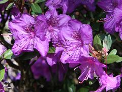 R.calostrotum var. "Rock's" form